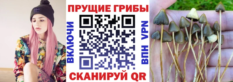 Купить  Кукмор  Галлюциногенные грибы Magic Shrooms 